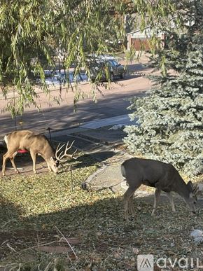 Colorado Springs apartment for rent - Two deer grazing in a grassy area near a road.