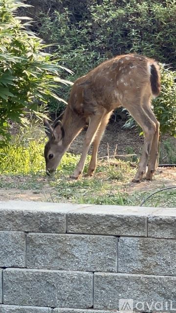 Jacksonville apartment for rent - A deer is eating grass in a garden.