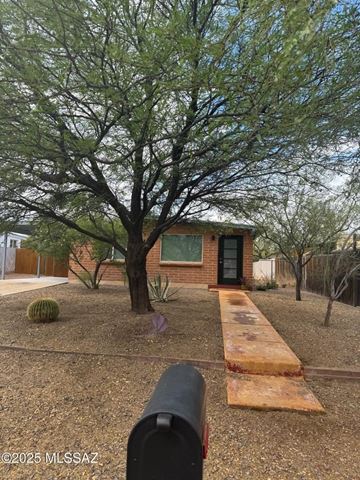 Tucson house for rent - A tree in a yard with a house in the background.