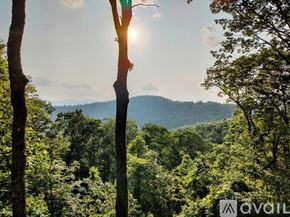Scaly Mountain house for rent - A forest scene with the sun shining through the trees.