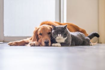 Pet-friendly community