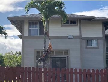Mililani house for rent - A palm tree in front of a grey house with a red fence.