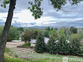 Cody house for rent - A tree in the foreground with a house and trees in the background.
