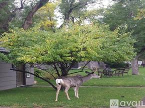 Cody house for rent - A deer is standing in a grassy area near a tree.