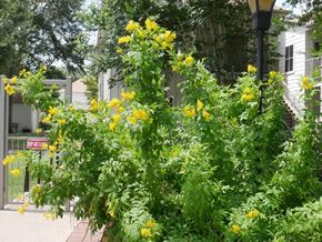 Victoria apartment for rent - Yellow flowers in front of a building.