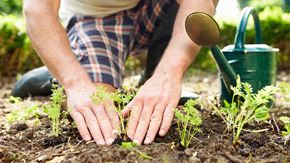 Toronto apartment for rent - A person is planting seedlings in the garden.