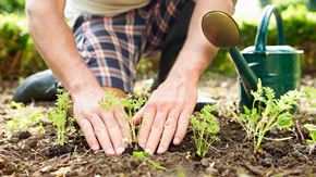 Toronto apartment for rent - A person is planting young plants in the soil.
