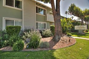 Mountain View apartment for rent - A tree in a garden in front of a building.