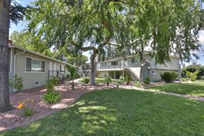 Mountain View apartment for rent - A tree in a yard with a building in the background.