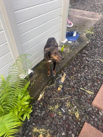Kailua-Kona apartment for rent - A dog is standing on a wooden plank in a garden.