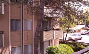 Bellevue apartment for rent - A tree in front of a tan building with a car parked in front of it.