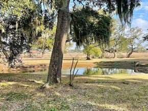 Pawleys Island house for rent - A tree with Spanish moss hanging from its branches stands in front of a pond.