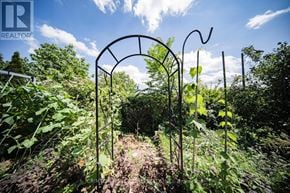 Burlington (Orchard) house for rent - A garden with a metal archway and plants growing through it.