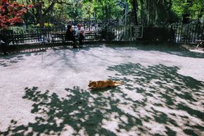 New York apartment for rent - a dog laying on the ground in a park