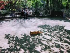 New York apartment for rent - a dog laying on the ground in a park