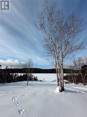For rent in Bonne Bay - A snowy landscape with a birch tree in the foreground.