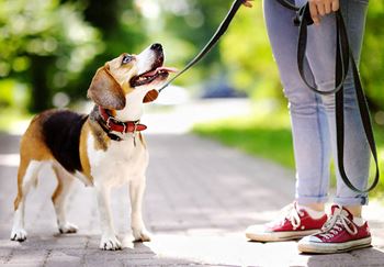 Small dog on a leash
