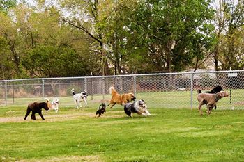 Leash free dog park