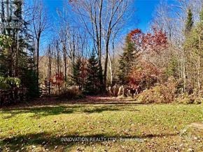 Ottawa apartment for rent - A forest with trees and grass in the foreground.