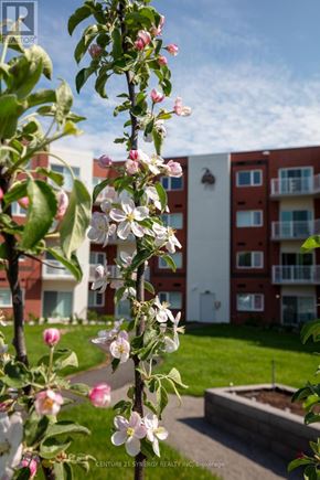 Smiths Falls condo for rent - A tree with pink and white flowers in front of a red and white building.