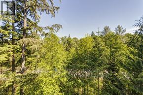 Burnaby apartment for rent - A forest of trees with a clear blue sky above.