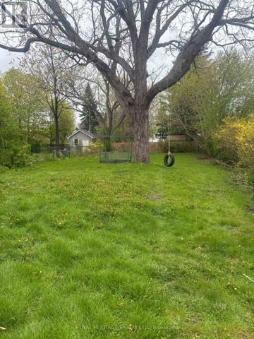 Oshawa (Vanier) apartment for rent - A large tree stands in a grassy yard.