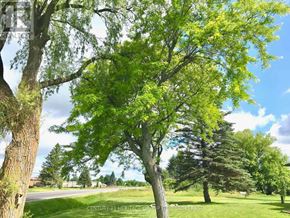 Frontenac (Frontenac Centre) apartment for rent - A tree with green leaves stands in the foreground of a grassy field.