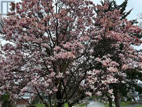 Toronto (Bayview Woods-Steeles) apartment for rent - A tree with pink blossoms is in the foreground with a building in the background.