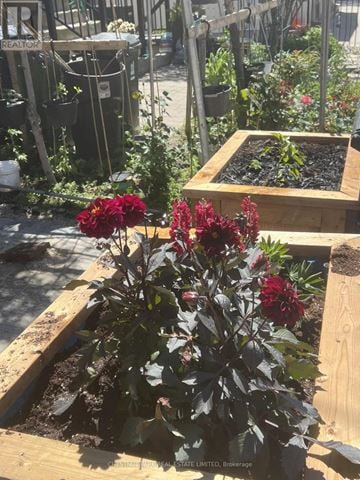 Toronto (O'connor-Parkview) townhouse for rent - A garden with a red flower in the foreground.