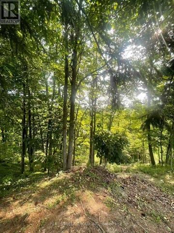 St. Catharines (Glendale/Glenridge) apartment for rent - A forest scene with sunlight filtering through the trees.