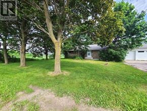 King apartment for rent - A green lawn with a tree and a house in the background.
