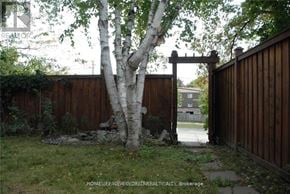 Markham (German Mills) apartment for rent - A birch tree stands in front of a wooden fence.