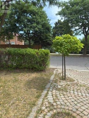 Brampton (Northgate) apartment for rent - A tree with green leaves stands alone on a sidewalk.