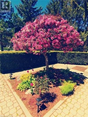 Waterloo apartment for rent - A tree with pink flowers is in the middle of a garden.