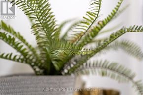 Toronto (Waterfront Communities) condo for rent - A fern plant is in focus in the foreground with a blurred background.