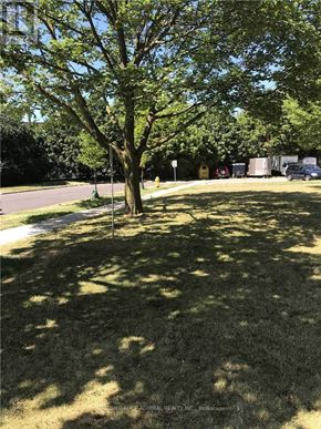 Toronto (Westminster-Branson) condo for rent - A tree in a grassy area with a road and buildings in the background.
