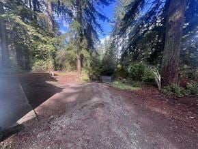 Surrey apartment for rent - A gravel road leads through a forest with tall trees on either side.