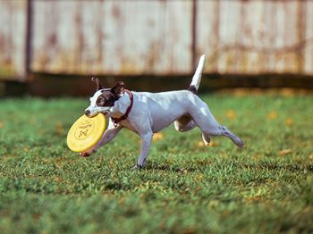Waterford apartments pet friendly community