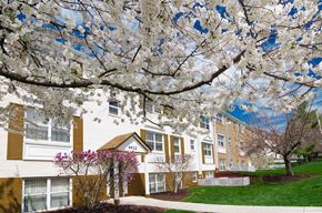 Baltimore apartment for rent - an apartment building with a flowering tree in front of it