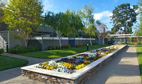Cupertino apartment for rent - a flower garden in front of a house