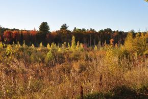 Lebanon apartment for rent - Open field with autumn trees and colorful foliage at Coach House Apartments, Massachusetts, 1824