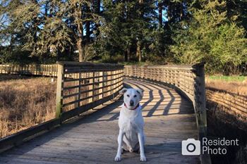 The colonnade apartments pet-friendly community with off-leash dog park and nature trails
