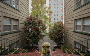 Seattle apartment for rent - two trees with flowers in a courtyard between two buildings
