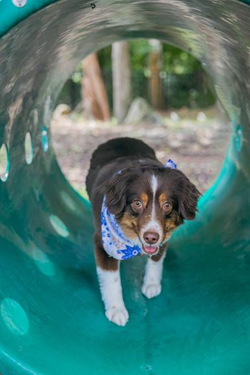 Dog park