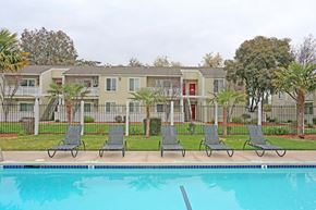 Brentwood apartment for rent - Row of lounge chairs by pool at PARKSIDE BRENTWOOD, Brentwood, CA