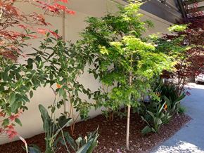 Burlingame apartment for rent - a small tree in a garden next to a wall