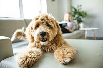 Pet-friendly community