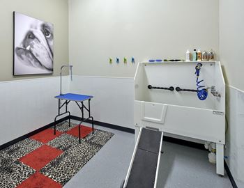 Dog wash