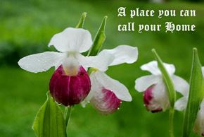 Park Rapids apartment for rent - a place you can call your home quote with white and purple flowers