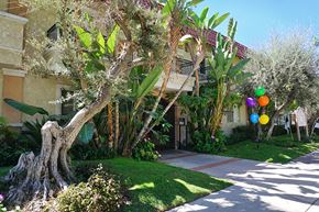 Northridge apartment for rent - A tree with a thick trunk and a house in the background.